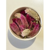 Fiori Eduli Essiccati - CELOSIA